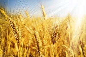 Озимая пшеница: лучшие представители культуры с фото