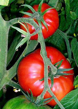 Сорта помидоров для открытого грунта с фото