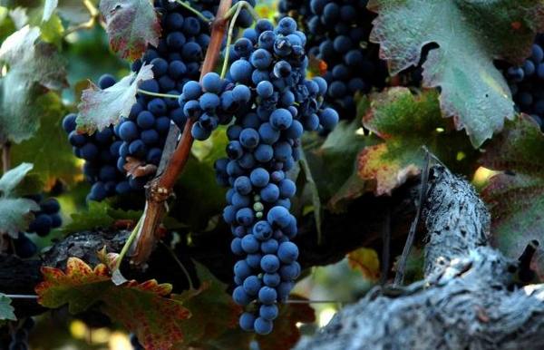 Особенности сорта винограда Сира с фото