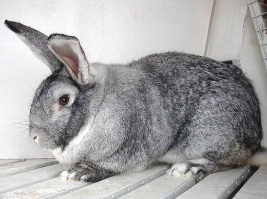 Советские породы кроликов: фото и описание - фото