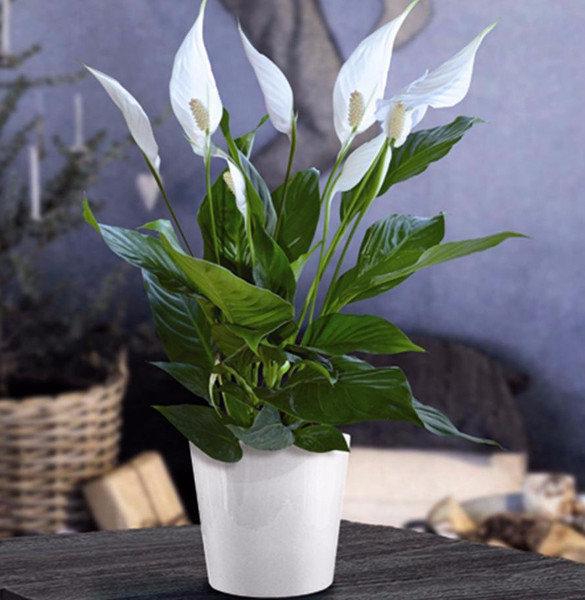 Как ухаживать за спатифиллумом, правила выращивания цветка в домашних условиях с фото