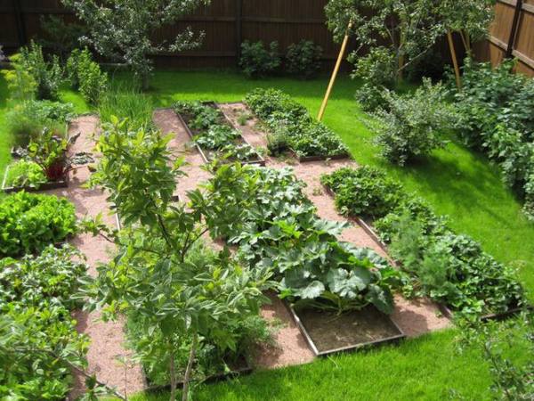 Типичные ошибки садоводов и огородников - фото