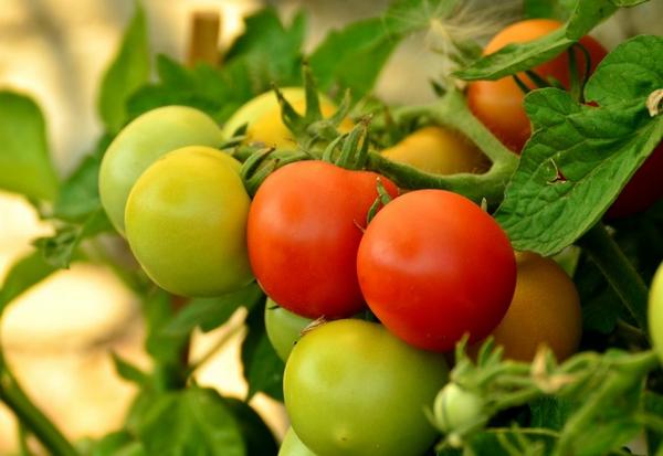 Особенности выращивания томата 