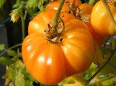 Отечественный крупноплодный сорт помидоров «Оранжевый гигант» - фото