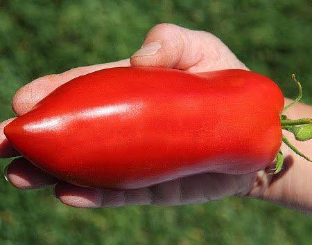 Перцевидные томаты, характеристика и применение с фото