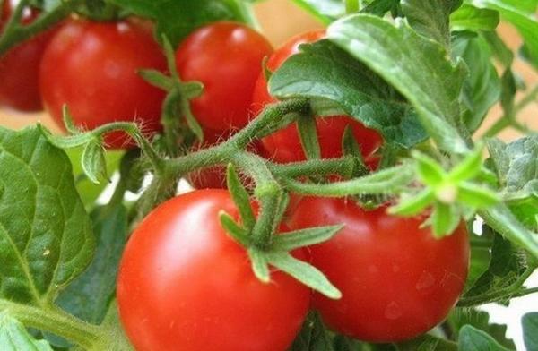 Особенности сорта и правила выращивания томатов «Красным красно» - фото