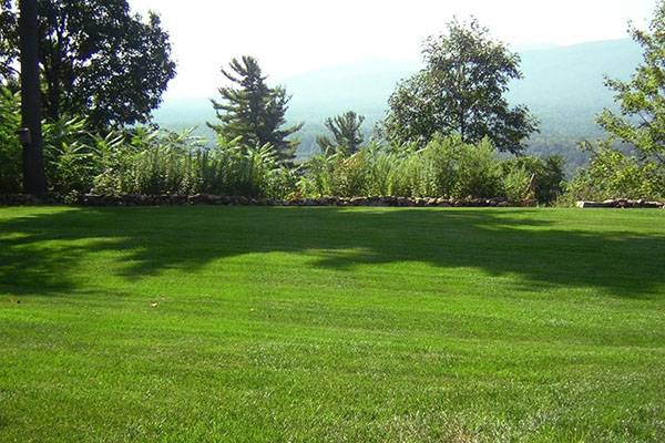 Трава для газона: разновидности и особенности выбора - фото