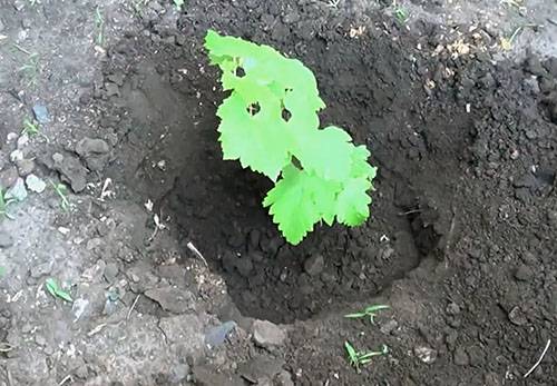Размножение винограда зелеными черенками - фото