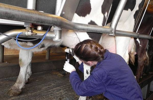 Мастит у коров: способы лечения и профилактики с фото