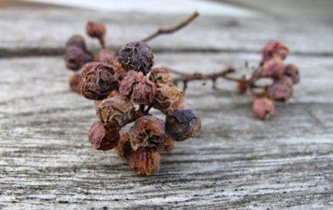 Виноградные сохнут гроздья: причины и способы борьбы - фото