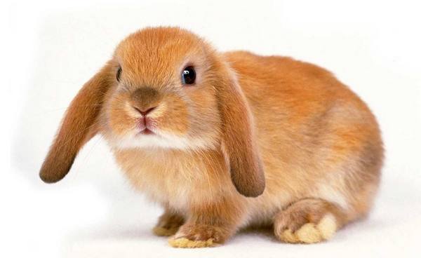 Уход за карликовыми кроликами в домашних условиях - фото