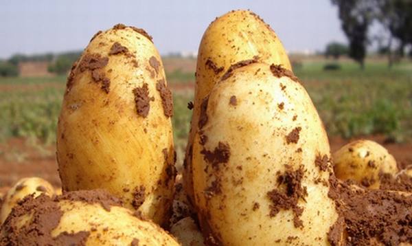 Характеристика сорта картофеля Уладар - фото