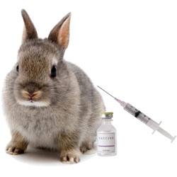 Вакцинация кроликов в домашних условиях для начинающих: видео - фото