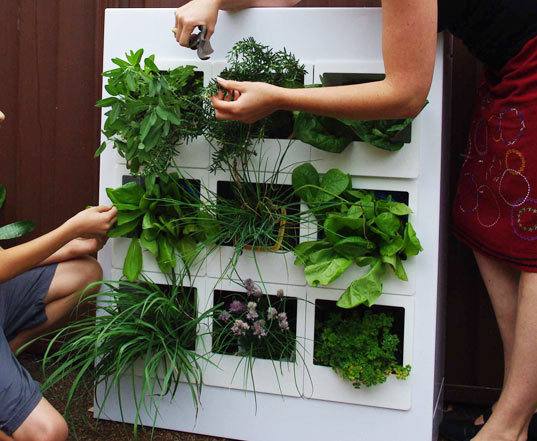 Вертикальное озеленение в квартире  природа в вашем доме - фото