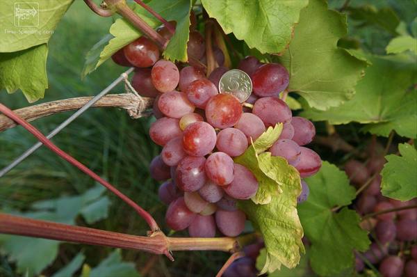Виноградный сорт Азалия с фото