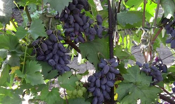 Особенности винограда Байконур с фото