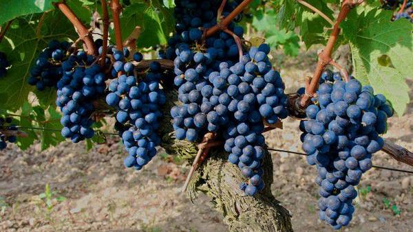 Бессемянный черный зимостойкий виноград (Памяти Домбковской) - фото