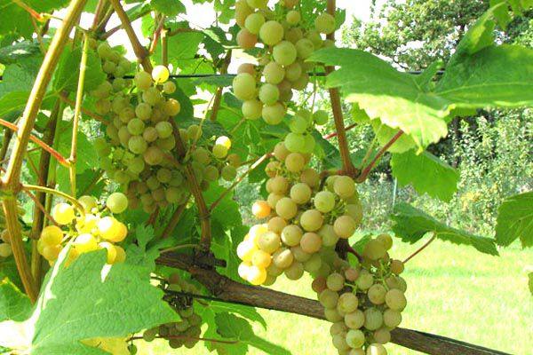 Особенности винограда Дублянский - фото
