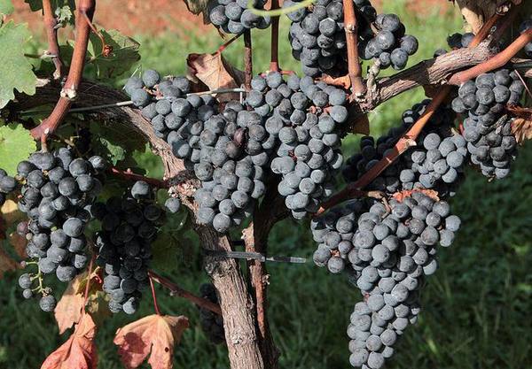 Характеристика винограда под названием Каберне совиньон - фото