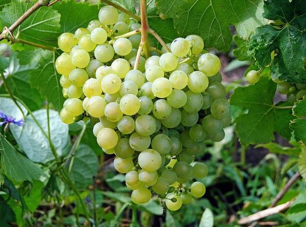 Химрод - сорт бессемянного винограда - фото