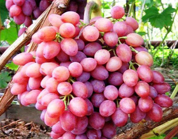 Описание сорта винограда кишмиш розового цвета - фото