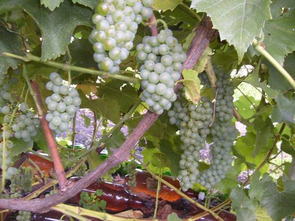 Описание устойчивого московского винограда с фото