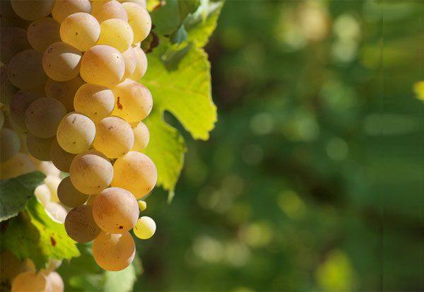 Описание мускатных сортов винограда - фото