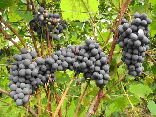 Виноград под названием каберне кортис: описание с фото
