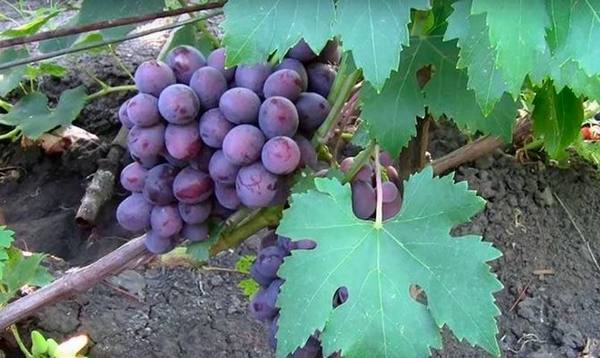 Сорт винограда Подарок Несветая  насколько он устойчив? с фото