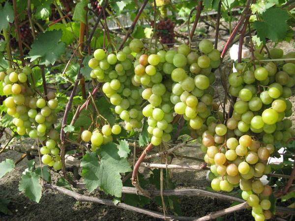 Описание сорта винограда Русвен - фото
