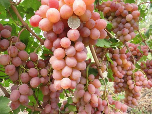 Рута - гибридный сорт винограда - фото