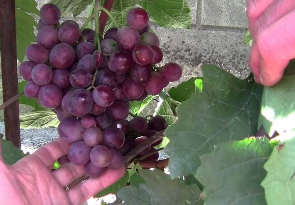 Сенатор Павловского -вкусный виноград с фото