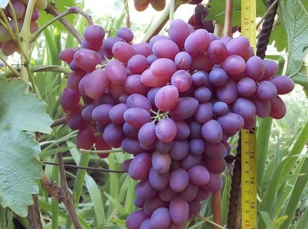 Особенности винограда сорта «Алый» с фото