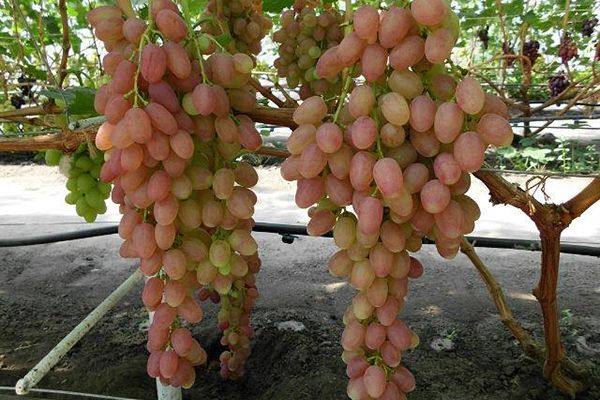 Описание раннего сорта винограда Самохвалович с фото