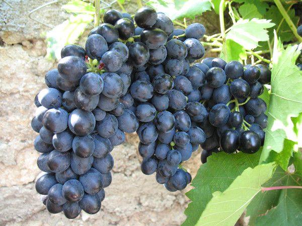 О сорте винограда Византия - фото
