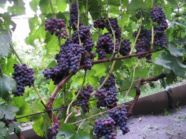 Бессемянный виноград сорта юпитер с фото