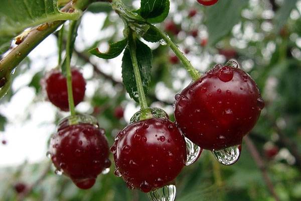 Изучаем особенности вишни сорта Жуковская по описанию и фото с фото