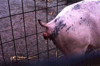 Выпадение прямой кишки у свиней: лечение и видео - фото