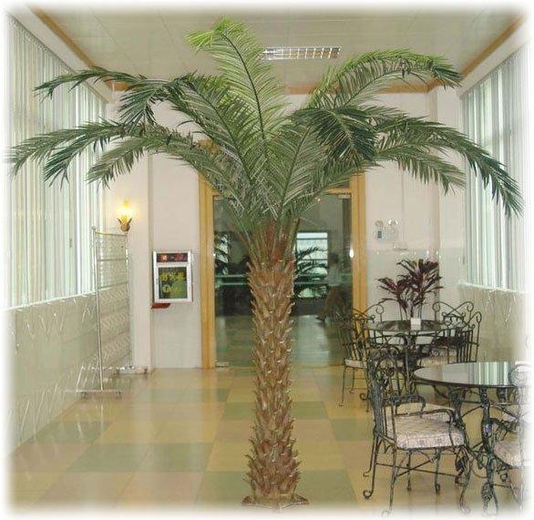 Правила ухода за финиковой пальмой в домашних условиях с фото