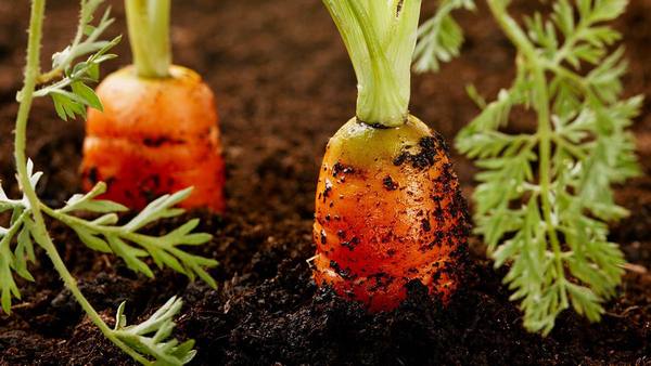 Технология выращивания и выбор сорта моркови для теплиц с фото