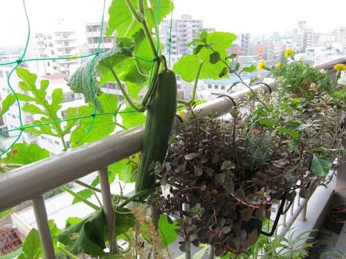 Пошаговые рекомендации по выращиванию огурцов на балконе с фото