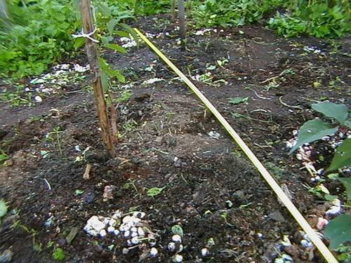 Выращивание шампиньонов в открытом грунте  экзотика на даче - фото