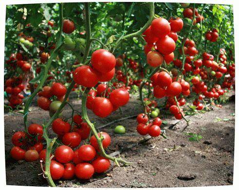 Выращивание томатов в теплице зимой: сорта, грунт, освещение с фото