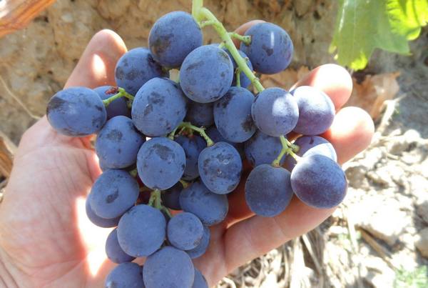 Выращиваем виноград кишмиш - фото
