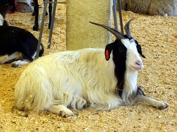 Выведение кыргызской пуховой породы коз с фото