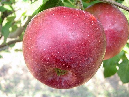 Сорт яблок «Флорина»: характеристика, достоинства и недостатки - фото