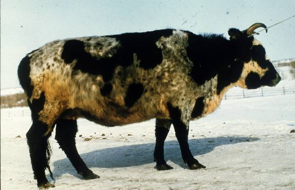 Якутская порода коров: описание, видео и фото - фото