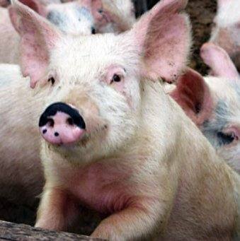 Запор и понос свиней: симптомы и эффективное лечение - фото