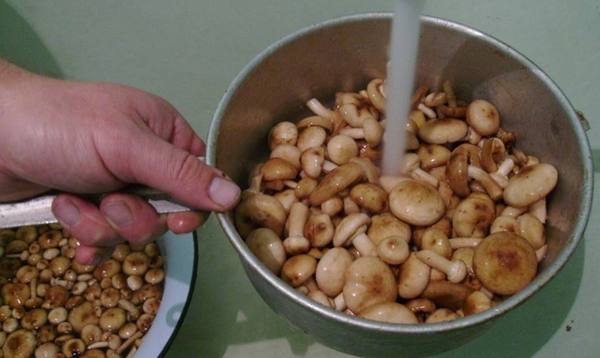 Рецепты засолки грибов на зиму: опята - фото
