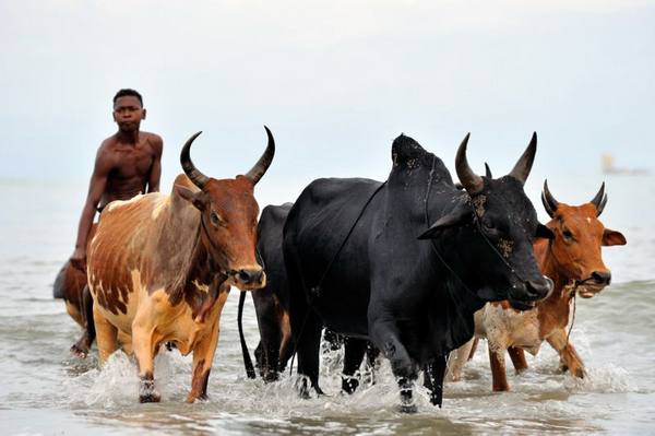 Зебу - разновидность коровы обычной с фото